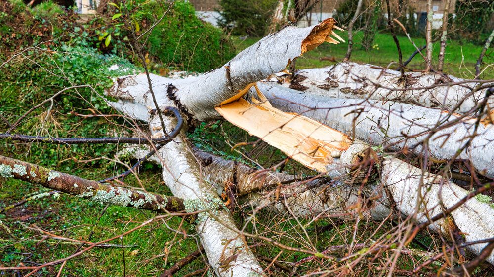 Contact Your Trusted Maple Grove Storm Damage Repair Experts for a Free Estimate 