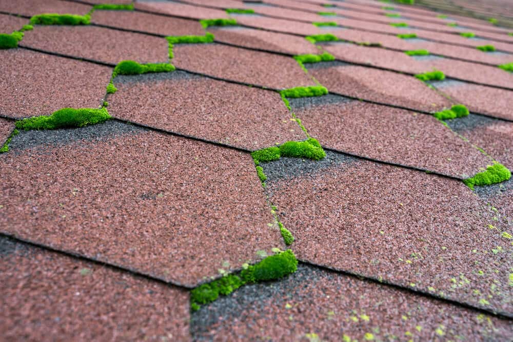 How to Remove Moss From Roof Shingles